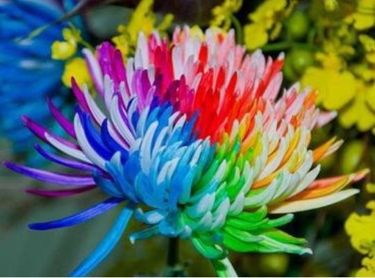 流光■喜欢菊花,不如养盆“稀世名菊”彩虹菊,似流光彩霞,回光返照