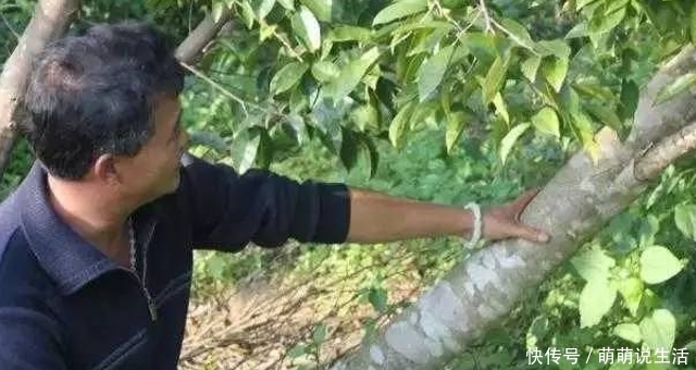 它被称为“一片万钱”，但数量稀少，农村若有遇见，请您保护