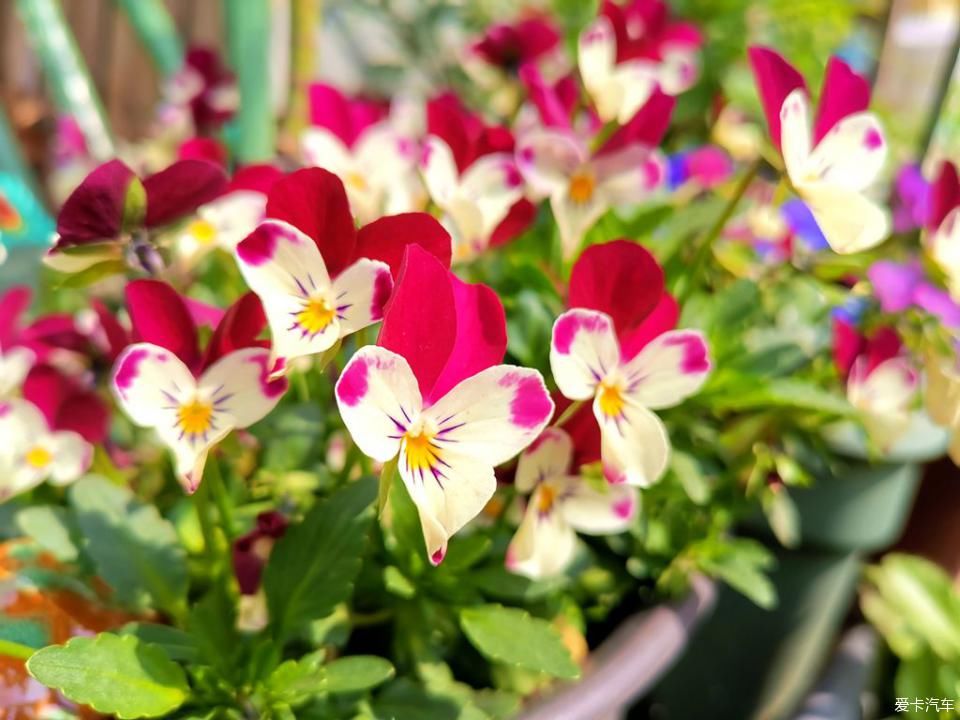  春天@我家的花花草草第十三季-鼠年春天花开满园