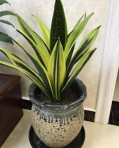  「绿萝」?养花养不活？试试这4种，“植物杀手”都能养活，爆盆不费劲
