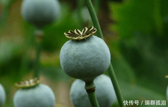  24小时@中国的国宝级农民，有武警24小时保护，只因种的东西危害