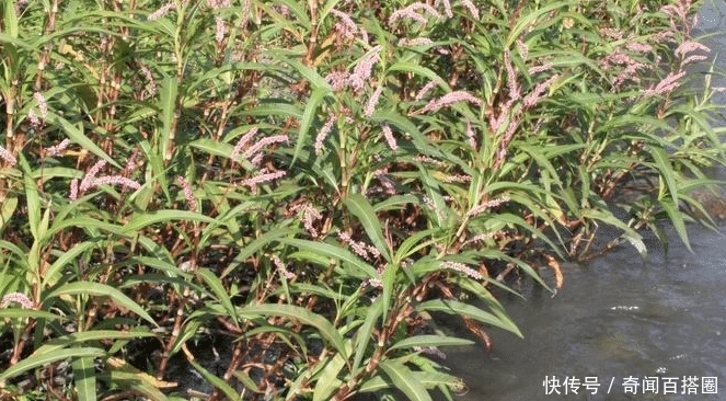 河边比辣椒还辣的野草，很多农民当杂草除掉，殊不知是天然酒曲