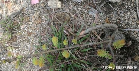 农村山上这种稀罕物，您有幸碰见请别随意破坏，价值含量真的好高