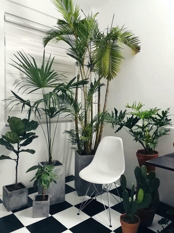  度过■最坚挺的植物就属散尾葵，一年四季不黄叶，给点水就绿得晃眼！