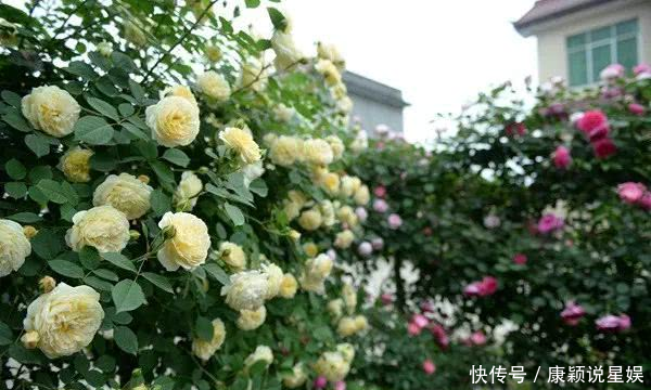  艳羡@当博士遇上玫瑰，碰撞出令人艳羡的玫瑰秘园