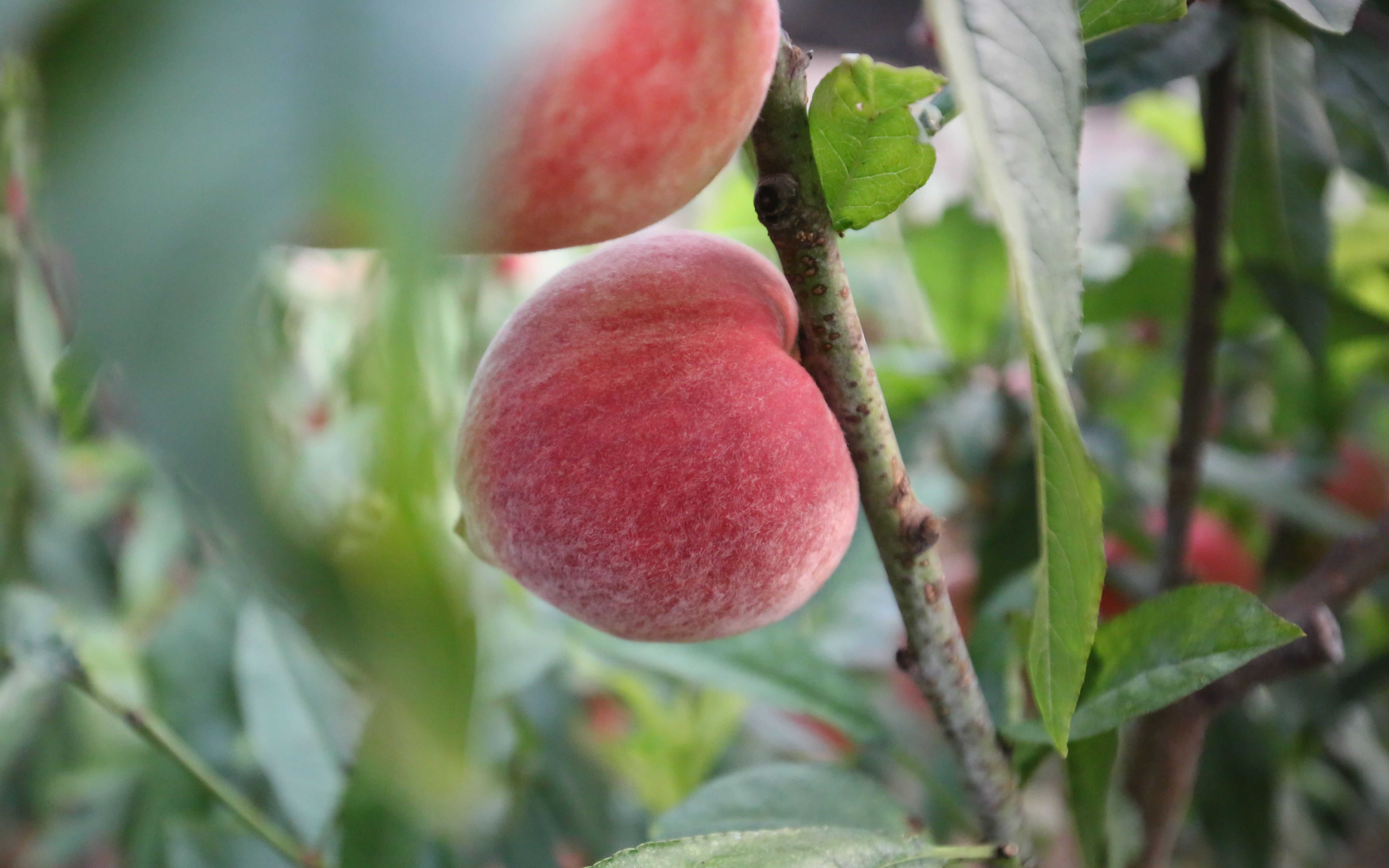  上市■平谷“春雪”大桃成熟上市 开启平谷鲜桃季