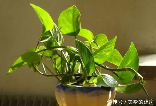 绿萝|发财树、绿萝不小心养坏了,不要急吼吼扔掉,还能挽救一下!