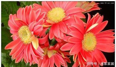  【漂亮】喜欢养护漂亮的花卉，就养护花色艳丽，花期长，优雅优美的3种花