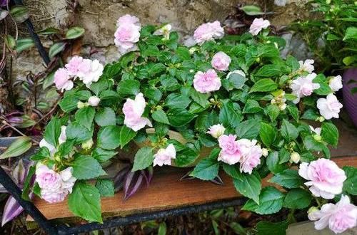  『凤仙花』养盆凤仙花，常年开花，花瓣能染指甲，小时候过家家经常玩
