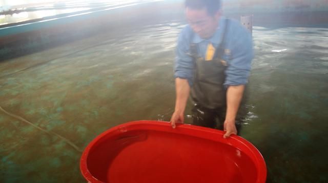 【了放】鱼产卵了放硝化细菌行吗?