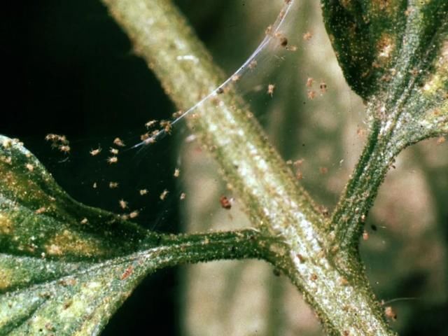  『植物的叶片』预防植物感染虫害要掌握几个技巧，否则容易感染这8种常见害虫