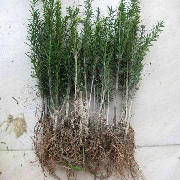  『盆栽植物』建议大家：在农村见此“草”勿扔！养在家里，净化空气又养眼