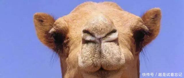 美国智库警告中国！逼走蔡英文会遭“报应”