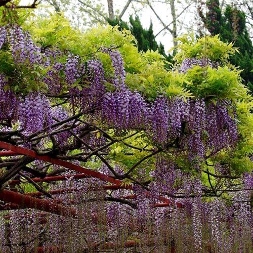  室内外■喜欢花的人有福了！家里种这几款“植物花”，好养耐活，忒漂亮