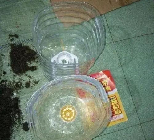  水果■在阳台上用空油瓶种菜种水果，一种几十盆，不花钱，好吃不用买