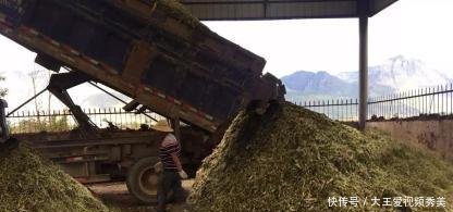  #入侵#入侵中国的水葫芦，现在都消失去哪了老外感叹中国人太聪