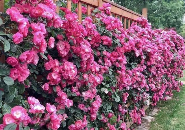  『喜欢』喜欢开花多又好养的花，推荐这3种，满足你的要求还能顺着墙爬