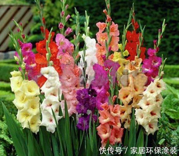 美爆:几种花是夏天的宠儿,耐旱好养好清新,寓意吉祥美爆盆!