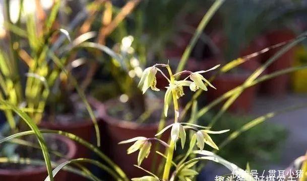  #中国人#国花评选引起热议兰花的4大优点，完全可以列为国花