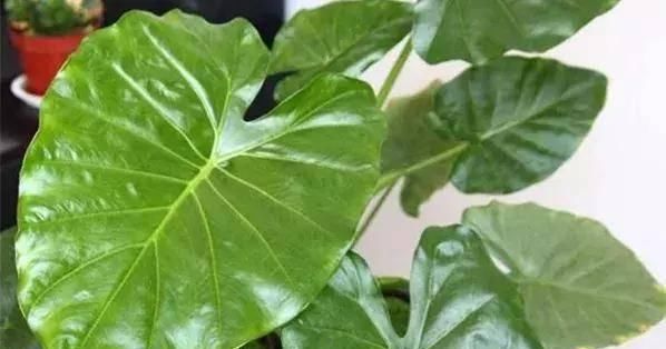  【搜罗】史上最全“懒人植物”大搜罗，看看哪盆才是你的心头好