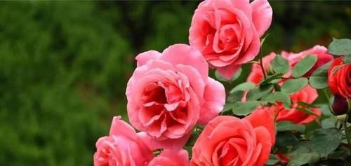  「植物」养了花，怎么延长花期？