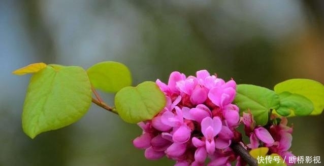 艳丽@紫荆花早春叶前开放,无论枝、干布满紫色花朵,艳丽可爱