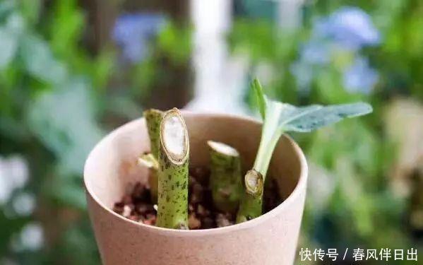  「花儿」4种花，打造出一个漂亮的院子，色彩斑斓，花开不断！