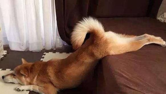 信号:狗狗这些情况,不是在卖萌而是在“喊救命”,你收到了吗?