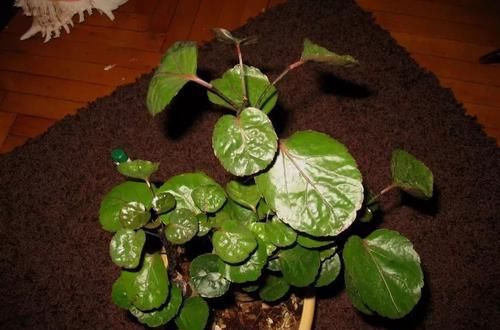 品种■福禄桐换个品种可能就不认识了,叶子差别这么大,选哪个品种好