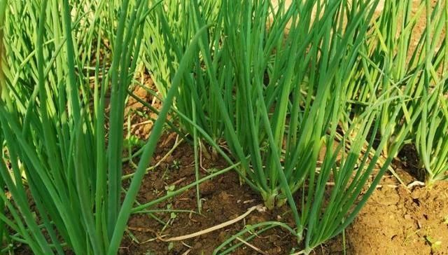  分蘖生长@种植的香葱要想产量高品质好，都离不开这些技术细节，