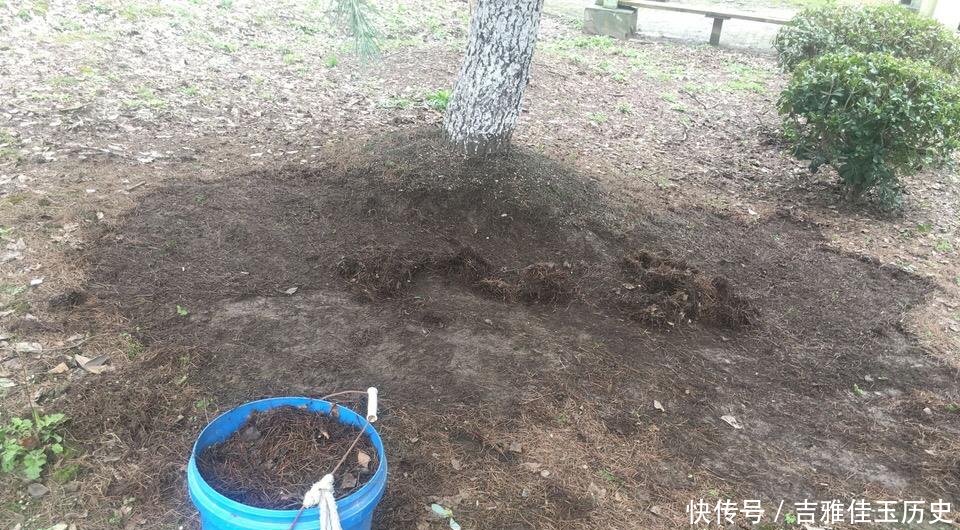 『养花』户外挖“2种土”养花,君子兰长得像“大白菜”,茉莉花“爆盆”