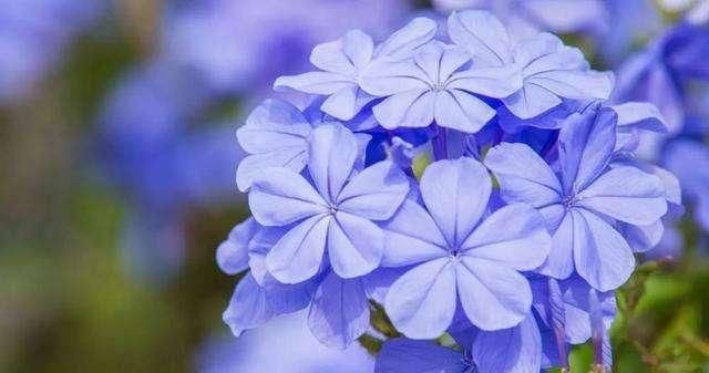  「想养」花园里种上“3种花”，清新又漂亮，看过了都想养，超级美！