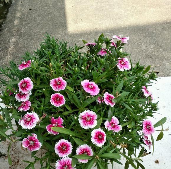  『花芽分化』石竹花养护技巧，放在阳台上，花芽分化极强，开满盆很轻松