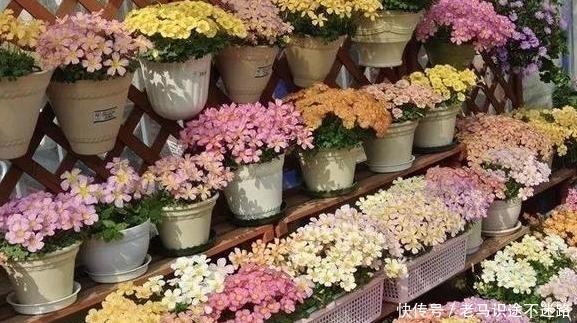  #不见#备受欢迎的醡浆草盆栽该如何养殖？多注意3点，花开不见叶子