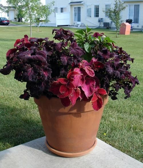  [观叶]很耐阴的8种叶子斑斓的观叶植物，每一种都想养几盆