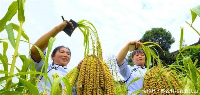  农业社会@老人说“5谷4体不分者属庸人”，5谷4体是啥，70后都不