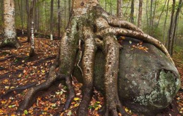  「竟然」铁桦树,世界上最硬的木材,比钢铁硬一倍,竟然还能抗子弹