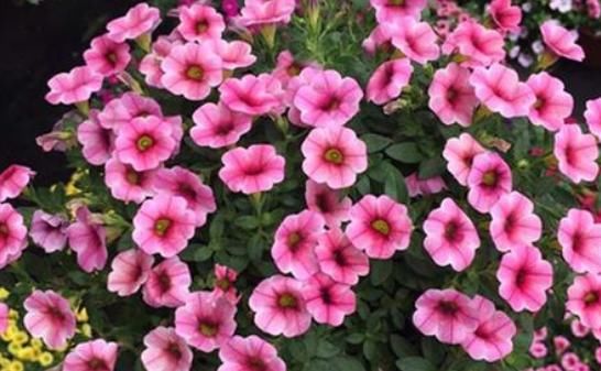  『植物』这几款植物，养在阳台变百花园，花开美轮美奂，枝繁叶茂，灵动美