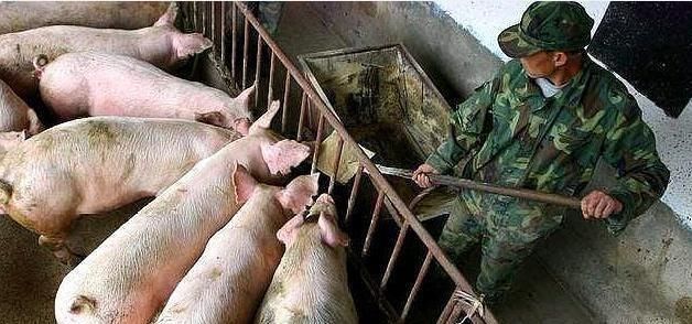  快的■农村的俗语，猪长三秋，鱼长三伏，你知道是什么意思吗？