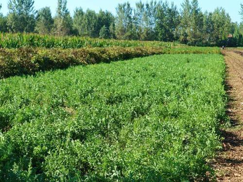  「赵老板说」农民种植一种农作物，投入500元，亩收入5千元，秘