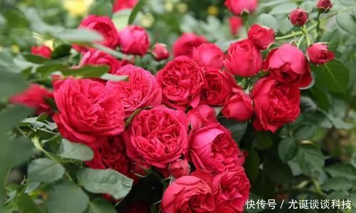 『值得』此藤本月季耐热又耐寒,一年四季都开花,花量大易爆盆,值得拥有