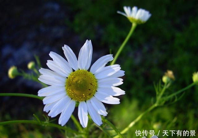 『香草植物』盆栽水果不容易,不如种上5种水果味香草,养护简单,随采随吃