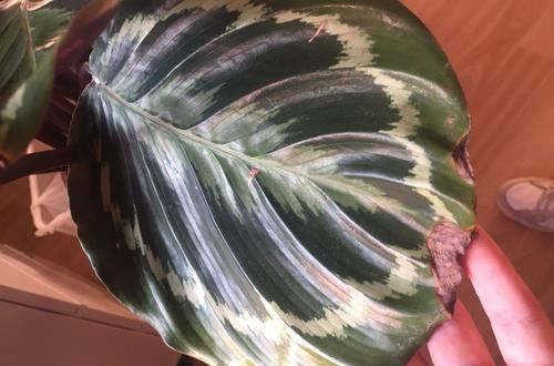  『品种』比孔雀竹芋还好看的观赏竹芋品种，叶子有彩虹般的纹路，很难买到