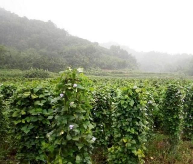  种植|种植四棱豆效益好，亩产4000斤，减去成本一亩能赚四五万块