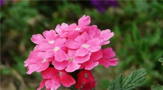  『几块钱』几块钱就能买一盆的美女樱，开花好看花量大，关键是特别好养