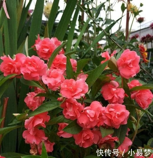 「虎刺梅」这5种花，不要钱也不能养，全都有毒，养了后悔都来不及