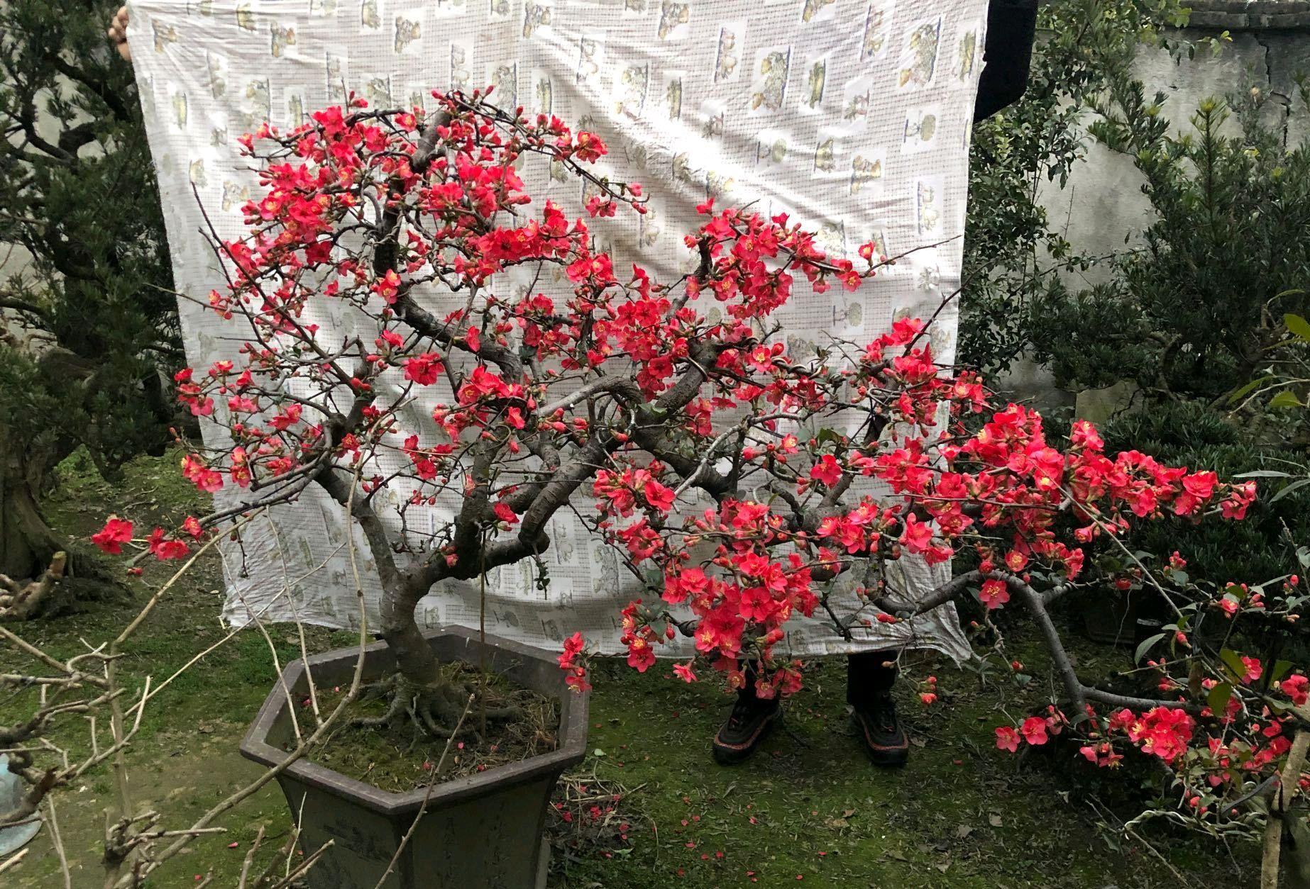 「贴梗海棠」10种春天路边常见的先开花后长叶植物