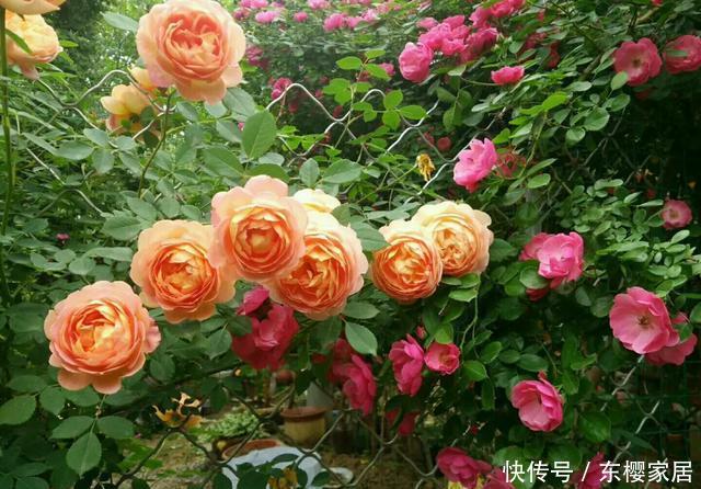 「只养」只养这1种花,就能打造绝美花园和阳台!月季品种和养护要点!