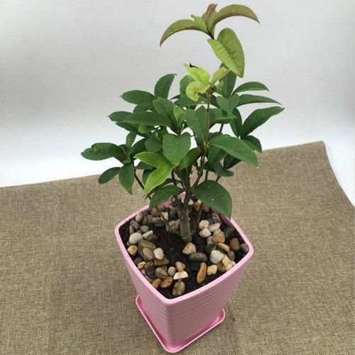  动人：喜欢菊花，不如养盆“菊中精品”白猿献果，花开山间，紫色动人
