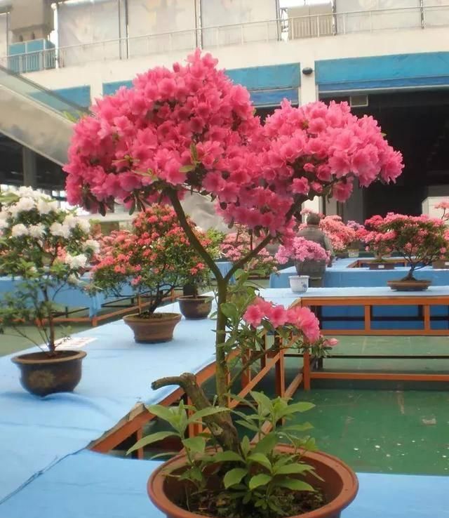  浇死■浇水越多长的越好的花，再也不用担心浇死了